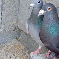 کبوتر