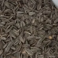 تخمه دور سفید