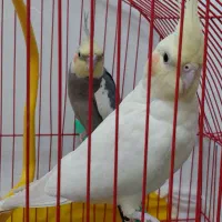 جفت عروس هلندی مولد