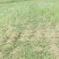کاه یونجه