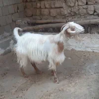 بز فروش