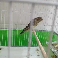 جوجه قناری رسمی
