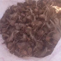 پیاز زعفران