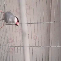 فنچ نرگسی نر