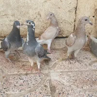 جوجه کبوتر دورح
