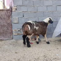 بره نر