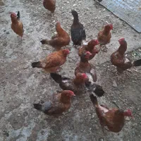 بره نر فروشی تقربیا ۶۵ تا۷۰هستش