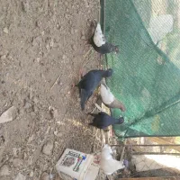 کبوتر
