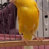 زرد قناری نر