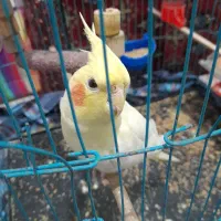 عروس هلندی