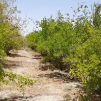 فروش باغ چهار دیواری|فروش خانه و ویلا|اصفهان, زیار|دیوار