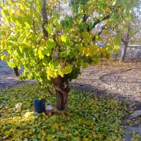 باغ 38من در روستای نوا به فروش میرسد