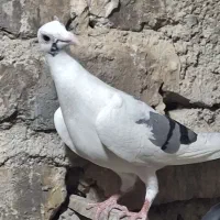 مجسمه|مجسمه، تندیس، ماکت|زابل, |دیوار