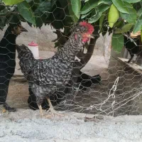 جوجه خروس گل باقله