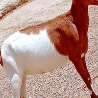مری جوان  ابست سه قلوزا