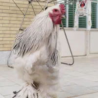 جوجه برهما لایت