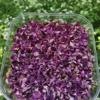 گل محمدی