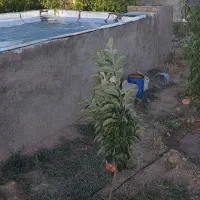 باغ-نقلی