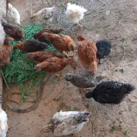 جوجه محلی