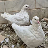 کبوتر مونداین فرانسوی، سنگین‌وزن، زینتی و گوشتی