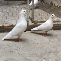 کبوترسفیدمهرپرشی