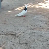 باسلام دوعدد خروس و مرغ ودوعدد کبوتر
