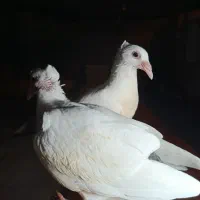 کبوتر گمشده