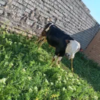 گاو گوشتی خوش خوراک 590