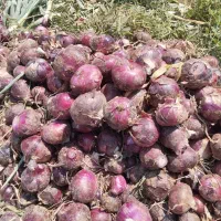 پیاز قرمز