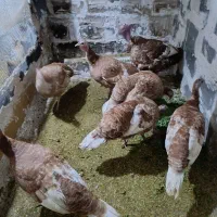 بوقلمو بوربون طاووس شکلاتی تخم بوقلمو