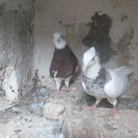 طوقی سینه ساده