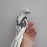دو عدد عروس هلندی اهلی
