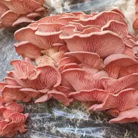 فروش بذر قارچ و اموزش پرورش قارچ