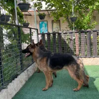 سگ ژرمن|سگ|شهریار, شهریار|دیوار