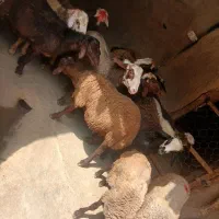 بره نره داشتی