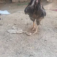 دوعدد خروس گلین
