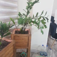 گل و گلدان چوبی