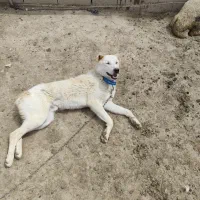 سگ سرابی|سگ|کوزران, |دیوار