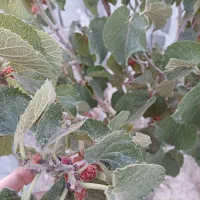 زمین چهاردیواری و دارای آب در ارغش آباد