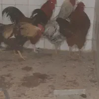 خروس رسمی سنگین وزن و مرغ برای ماه صفر رسید