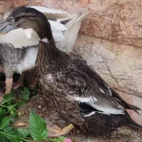 اردک|حیوانات مزرعه|سلمان‌شهر, |دیوار