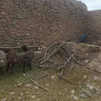 فروش بره نر  مختص  عید قربان