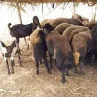 یک راس گوسفند کردستانی بره دار با بره نر