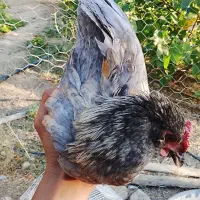 مرغ|حیوانات مزرعه|سنندج, |دیوار