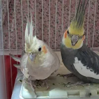عروس هلندی سخنگو و مولد