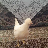 جوجه خروس سلطان .