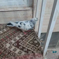 کفتر هم زمینی هم هوایی