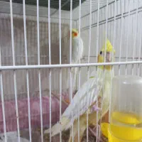 جفت عروس لوتینو
