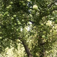 سردرختی سیب