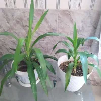 گل نخل